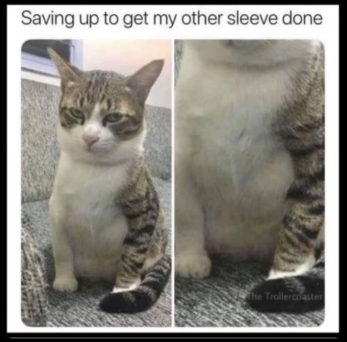 cat sleeve e.jpg